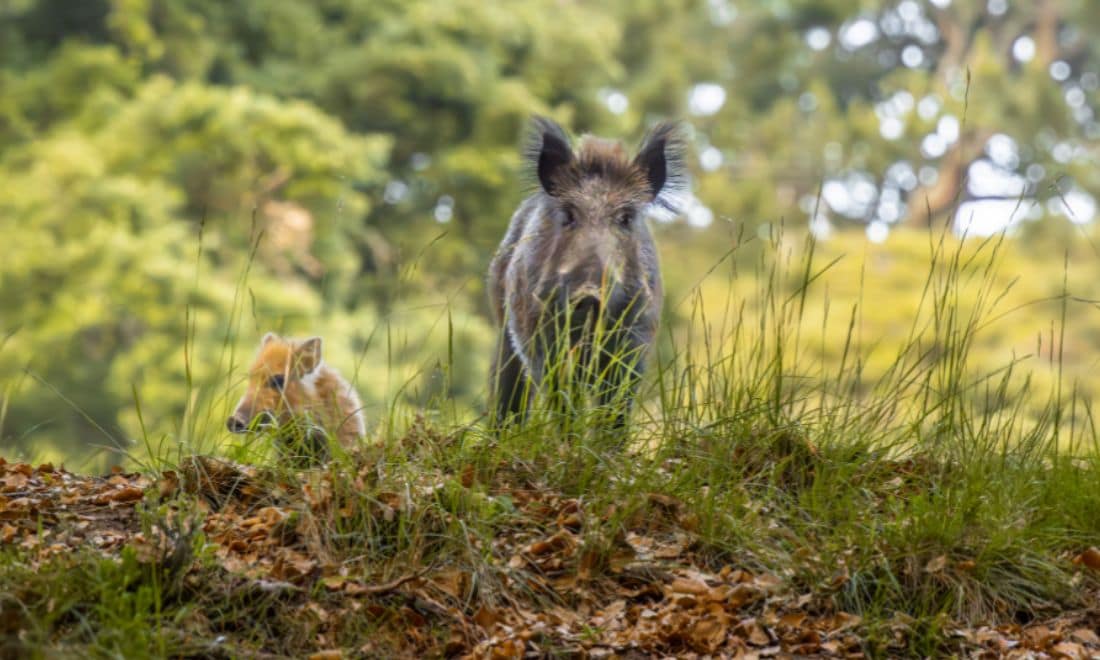 atividades de verão javali tapada nacional de mafra 2025