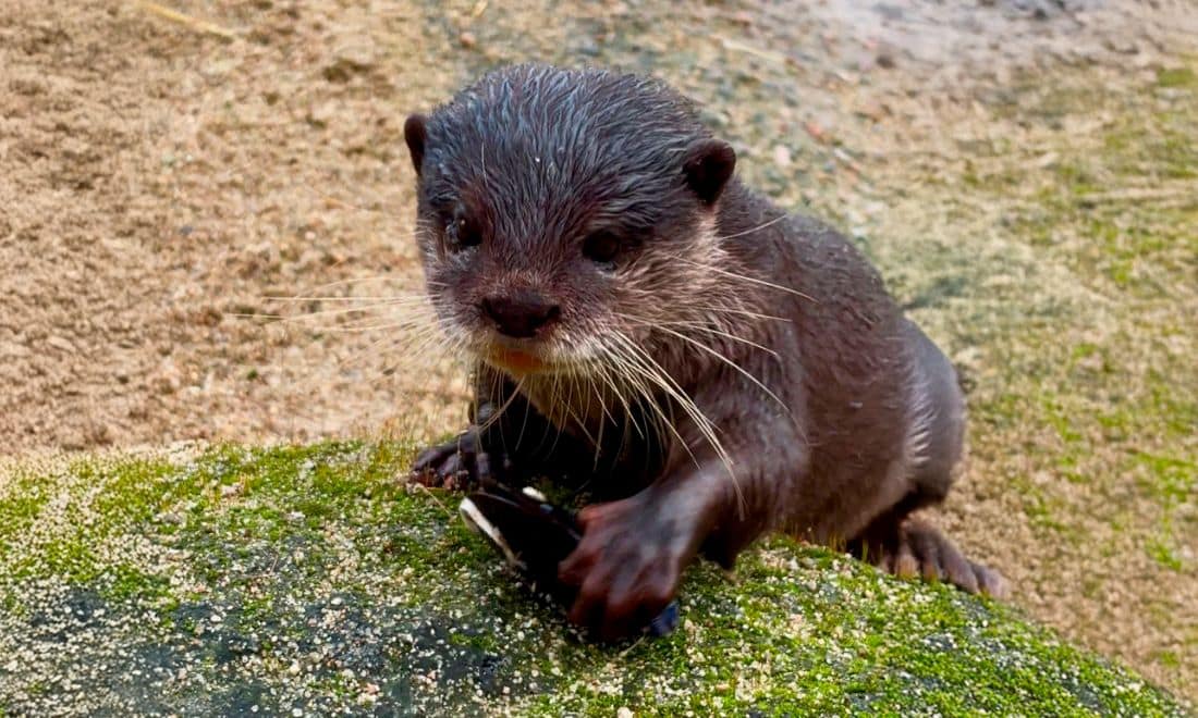 fluviário de mora lontra férias da páscoa