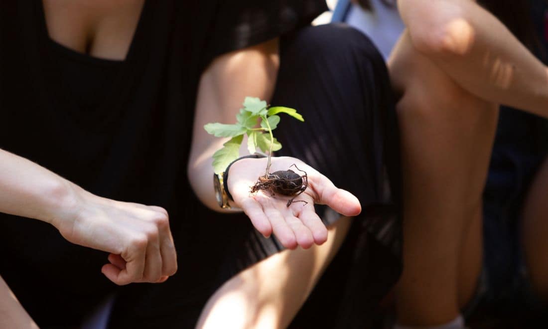 Fundação Calouste Gulbenkian atividades para crianças e famílias Cuidadores de Sementes rebento de planta na mão