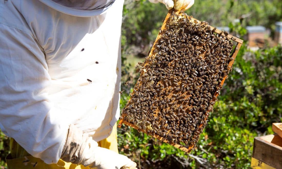 Fundação Calouste Gulbenkian atividades para crianças e famílias Da flor ao mel, um mundo de cheiros e sabores apicultor com abelhas