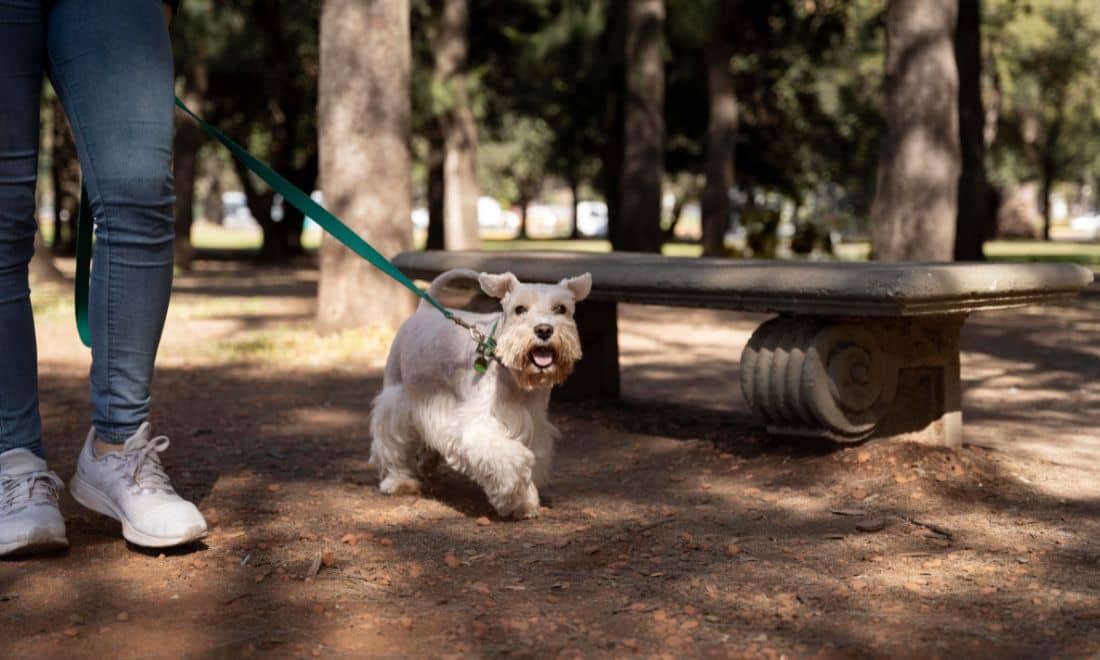 cão a passear com trela num parque canino