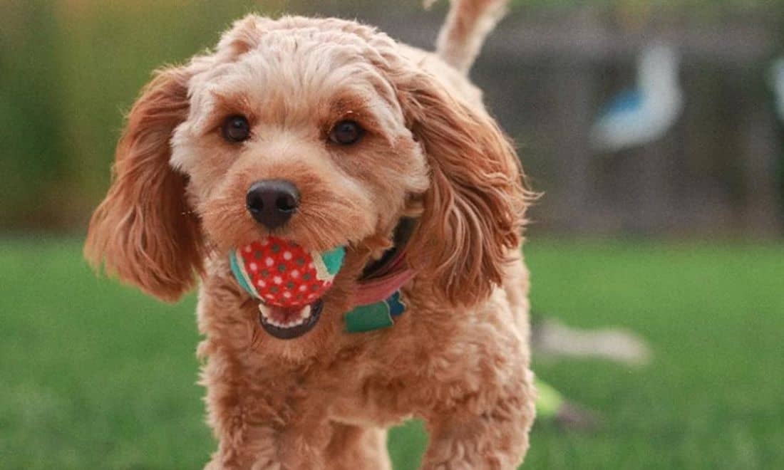 cão com bola na boca a brincar