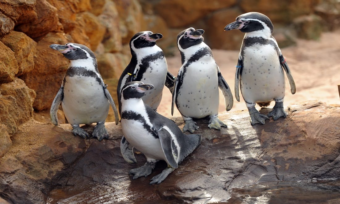 Pinguins do Sea Life Porto