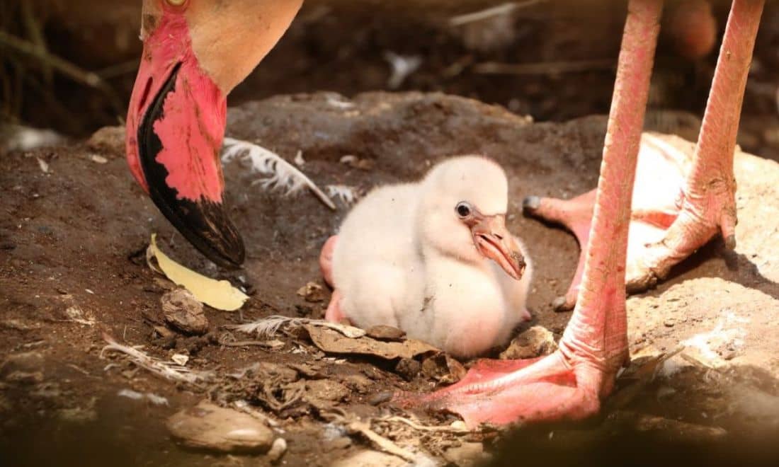 Zoo de Lourosa Flamingo com flamingo bebé