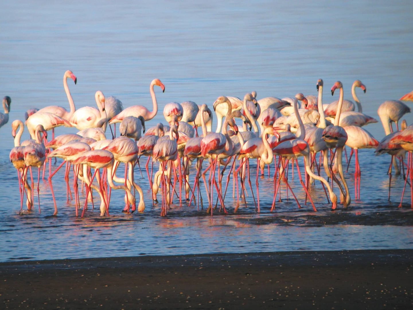flamingos-salinas-do-samouco